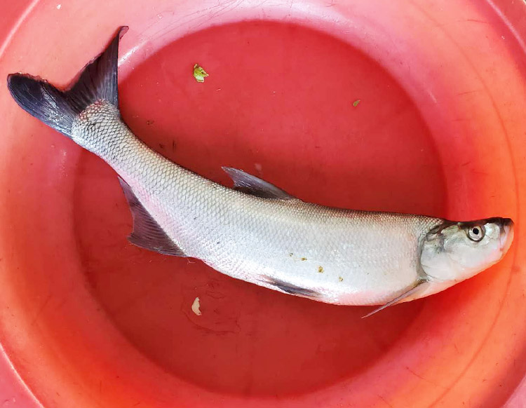 翹嘴鲌魚