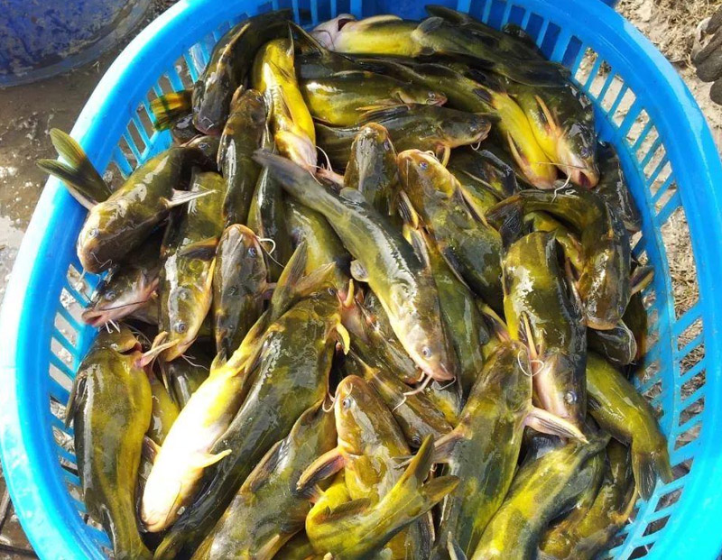 黃(huáng)颡魚